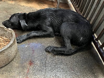 【待認養】混種犬 狗 (男生) - 彰化縣流浪狗中途之家
