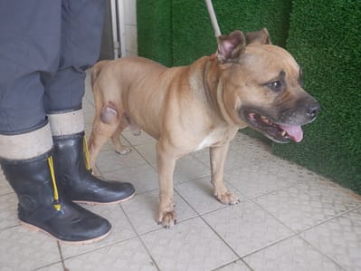 【待認養】美國惡霸犬 狗 (男生) - 南投縣公立動物收容所