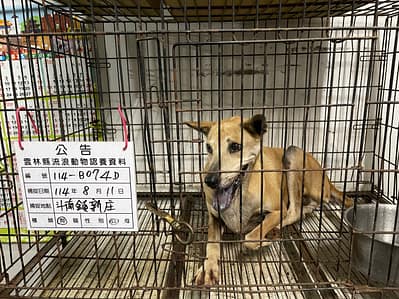 【待認養】混種犬 狗 (男生) - 雲林縣流浪動物收容所