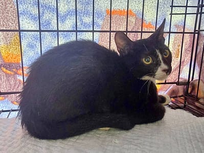 【待認養】混種貓 貓 (女生) - 臺北市動物之家