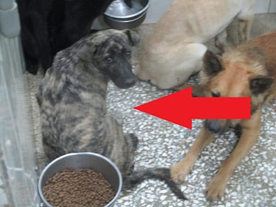 【待認養】混種犬 狗 (男生) - 高雄市壽山動物保護教育園區