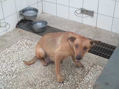 【待認養】混種犬 狗 (女生) - 高雄市壽山動物保護教育園區
