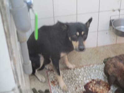 【待認養】混種犬 狗 (男生) - 高雄市壽山動物保護教育園區