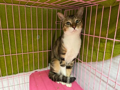 【待認養】混種貓 貓 (男生) - 臺北市動物之家