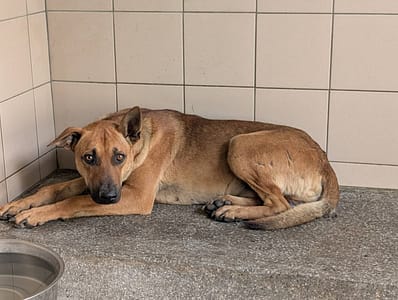 【待認養】混種犬 狗 (男生) - 高雄市燕巢動物保護關愛園區