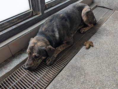 【待認養】混種犬 狗 (男生) - 高雄市燕巢動物保護關愛園區