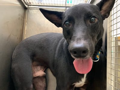 【待認養】混種犬 狗 (男生) - 臺北市動物之家