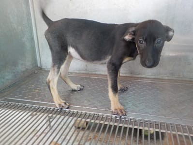 【待認養】混種犬 狗 (女生) - 南投縣公立動物收容所