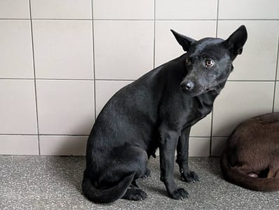 【待認養】混種犬 狗 (女生) - 高雄市燕巢動物保護關愛園區