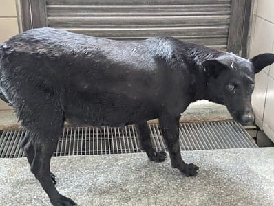 【待認養】混種犬 狗 (女生) - 高雄市燕巢動物保護關愛園區