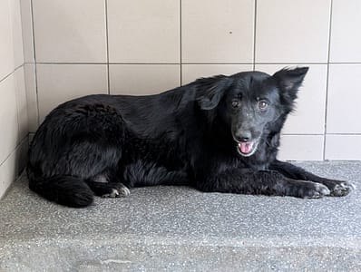 【待認養】混種犬 狗 (女生) - 高雄市燕巢動物保護關愛園區