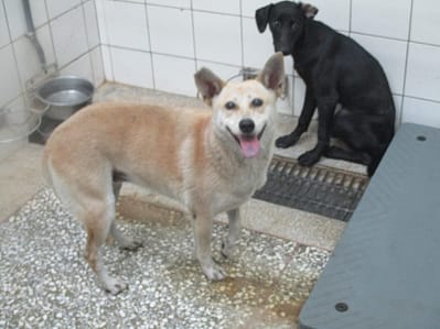 【待認養】混種犬 狗 (女生) - 高雄市壽山動物保護教育園區