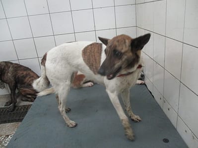 【待認養】混種犬 狗 (女生) - 高雄市壽山動物保護教育園區