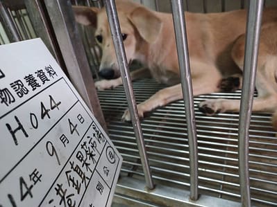 【待認養】混種犬 狗 (女生) - 雲林縣流浪動物收容所