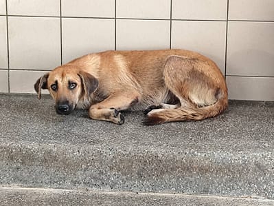 【待認養】混種犬 狗 (女生) - 高雄市燕巢動物保護關愛園區