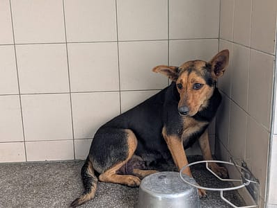 【待認養】混種犬 狗 (女生) - 高雄市燕巢動物保護關愛園區
