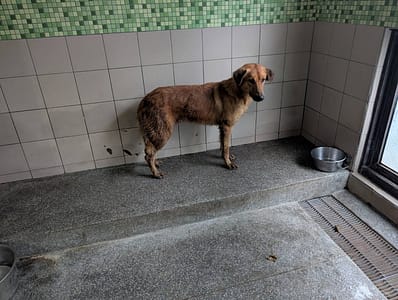 【待認養】混種犬 狗 (男生) - 高雄市燕巢動物保護關愛園區