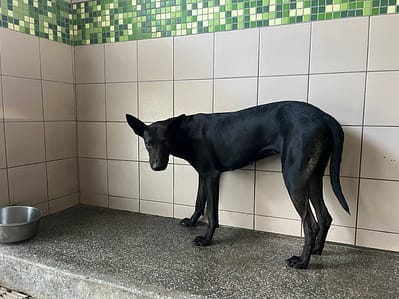 【待認養】混種犬 狗 (女生) - 高雄市燕巢動物保護關愛園區