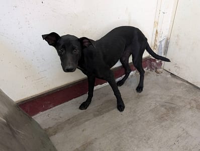 【待認養】混種犬 狗 (女生) - 高雄市燕巢動物保護關愛園區