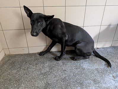 【待認養】混種犬 狗 (女生) - 高雄市燕巢動物保護關愛園區