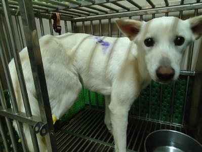 【待認養】混種犬 狗 (女生) - 高雄市燕巢動物保護關愛園區