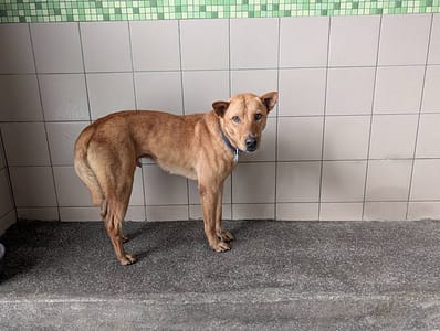 【待認養】混種犬 狗 (男生) - 高雄市燕巢動物保護關愛園區