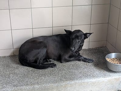 【待認養】混種犬 狗 (女生) - 高雄市燕巢動物保護關愛園區