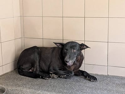 【待認養】混種犬 狗 (女生) - 高雄市燕巢動物保護關愛園區
