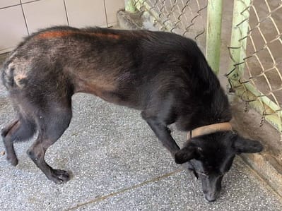 【待認養】混種犬 狗 (女生) - 高雄市燕巢動物保護關愛園區
