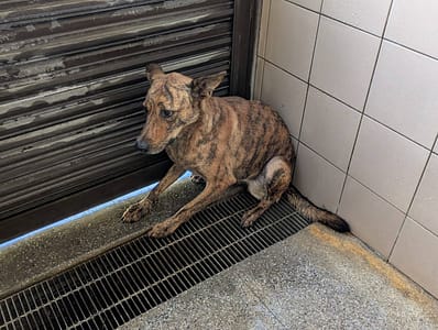 【待認養】混種犬 狗 (女生) - 高雄市燕巢動物保護關愛園區