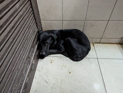 【待認養】混種犬 狗 (女生) - 高雄市燕巢動物保護關愛園區