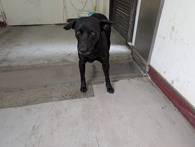 【待認養】混種犬 狗 (男生) - 高雄市燕巢動物保護關愛園區