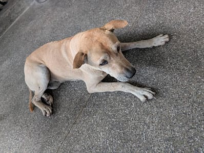 【待認養】混種犬 狗 (男生) - 高雄市燕巢動物保護關愛園區