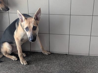 【待認養】混種犬 狗 (女生) - 高雄市燕巢動物保護關愛園區