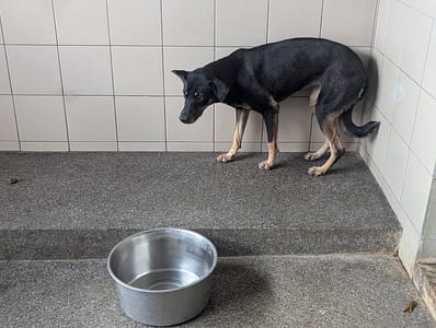 【待認養】混種犬 狗 (女生) - 高雄市燕巢動物保護關愛園區