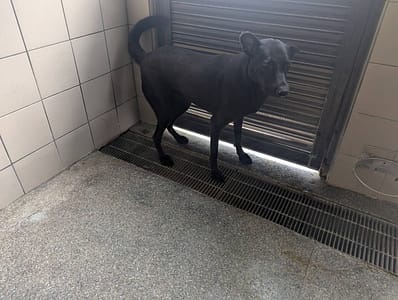 【待認養】混種犬 狗 (女生) - 高雄市燕巢動物保護關愛園區
