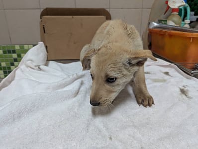【待認養】混種犬 狗 (女生) - 高雄市燕巢動物保護關愛園區