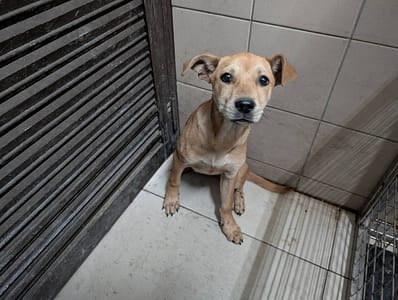 【待認養】混種犬 狗 (女生) - 高雄市燕巢動物保護關愛園區