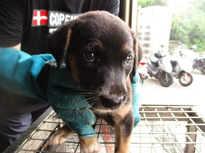 【待認養】混種犬 狗 (男生) - 高雄市壽山動物保護教育園區