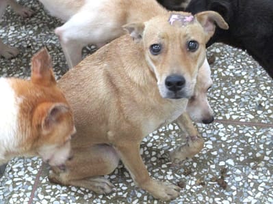 【待認養】混種犬 狗 (女生) - 高雄市壽山動物保護教育園區