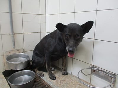 【待認養】混種犬 狗 (女生) - 高雄市壽山動物保護教育園區