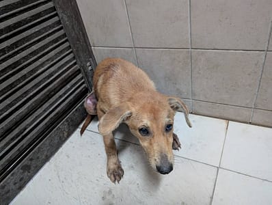 【待認養】混種犬 狗 (女生) - 高雄市燕巢動物保護關愛園區