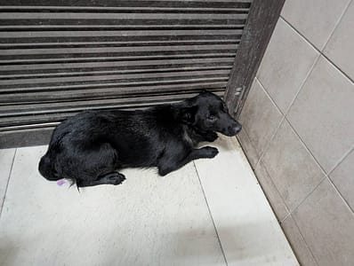 【待認養】混種犬 狗 (女生) - 高雄市燕巢動物保護關愛園區