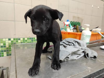 【待認養】混種犬 狗 (男生) - 高雄市燕巢動物保護關愛園區