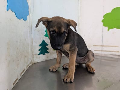 【待認養】混種犬 狗 (男生) - 高雄市燕巢動物保護關愛園區
