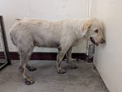 【待認養】混種犬 狗 (女生) - 高雄市燕巢動物保護關愛園區