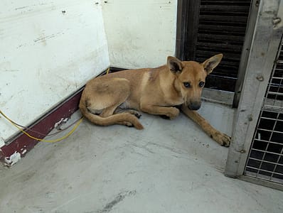 【待認養】混種犬 狗 (女生) - 高雄市燕巢動物保護關愛園區