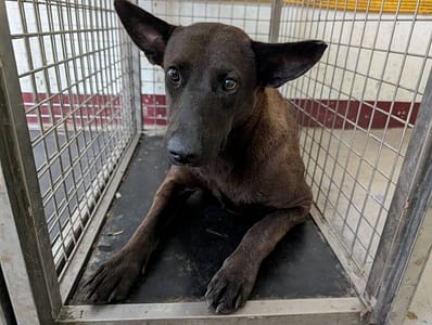 【待認養】混種犬 狗 (女生) - 高雄市燕巢動物保護關愛園區