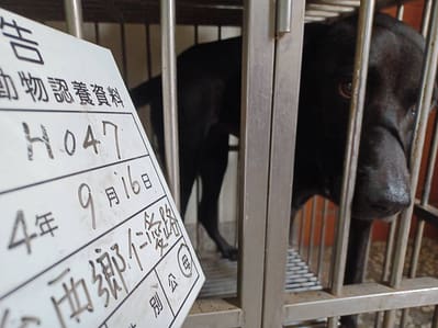 【待認養】混種犬 狗 (女生) - 雲林縣流浪動物收容所