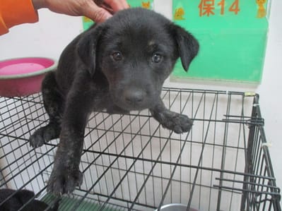 【待認養】混種犬 狗 (女生) - 高雄市壽山動物保護教育園區